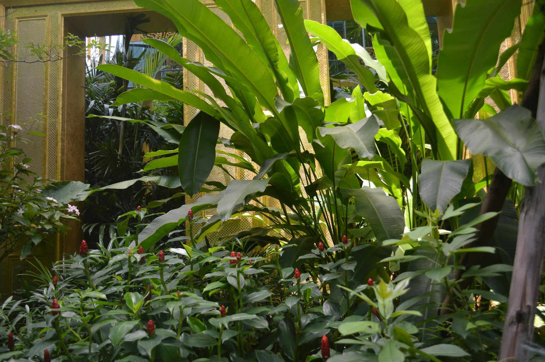 Tropikalne rośliny w słonecznej szklarni w ogrodzie botanicznym Singapuru